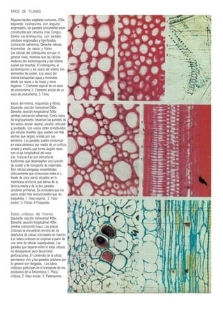 TIPOS DE TEJIDOS
Algunos tejidos vegetales comunes. 250x.
Izquierda: colénquima, con ángulos
engrosados; las paredes únicamente están
constituidas por celulosa (rojo Congo).
Centro: esclerénquima, con paredes
celulares engrosadas y lignificadas
(coloración safranina). Derecha: células
maceradas de vasos y fibras.
Las células del colénquima son por lo
general vivas, mientras que las células
maduras del esclerénquima y del xilema
suelen ser muertas. El colénquima, el
esclerénquima y los vasos del xilema son
elementos de sostén. Los vasos del
xilema transportan agua y minerales
desde las raíces a las hojas y otros
órganos. 1. Elemento espiral de un vaso
de protoxilema; 2. Elemento anular de un
vaso de protoxilema; 3. Fibra.
Vasos del xilema, traqueidas y fibras.
Izquierda: sección transversal 500x.
Derecha: sección longitudinal 500x
(ambas coloración safranina). Cinco tipos
de engrosamiento refuerzan las paredes de
los vasos: anular, espiral, escalar, reticular
y punteado. Los vasos están constituidos
por células muertas (que pueden ser más
anchas que largas) unidas por sus
extremos. Las paredes suelen comunicar
en estos extremos por medio de un orificio
simple y amplio que forma ángulo recto
con el eje longitudinal del vaso.
Las traqueidas son estructuras
fusiformes que desempeñan una función
de sostén y de transporte de materiales.
Son células alargadas ensambladas
oblicuamente que comunican entre sí a
través de unos poros situados en la
membrana divisoria que deriva de la
lámina media y de la dos paredes
celulares primarias. Se considera que los
vasos están más evolucionados que las
traqueidas. 1. Vaso espiral; 2. Vaso
anular; 3. Fibras; 4.Traqueida.
Tubos cribosos del floema.
Izquierda: sección transversal 400x.
Derecha: sección longitudinal 400x
(ambas coloración Esau). Las placas
cribosas se encuentran encima de los
depósitos de calosa coloreados en marrón.
Los tubos cribosos se originan a partir de
una serie de células superpuestas. Las
paredes que separan entre sí estas células
no desaparecen pero desarrollan
perforaciones. El contenido de la célula
permanece vivo y las paredes celulares por
lo general son delgadas. Los tubos
cribosos participan en el transporte de los
productos de la fotosíntesis.1. Placa
cribosa; 2. Vaso anular; 3. Parénquima.
 