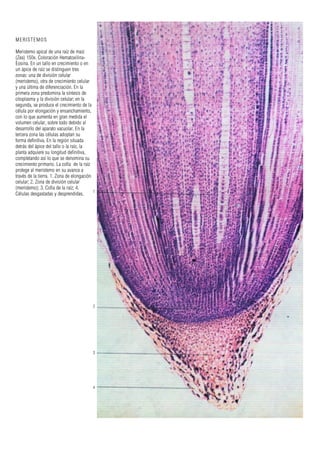 MERISTEMOS
Meristemo apical de una raíz de maíz
(Zea) 150x. Coloración Hematoxilina-
Eosina. En un tallo en crecimiento o en
un ápice de raíz se distinguen tres
zonas: una de división celular
(meristemo), otra de crecimiento celular
y una última de diferenciación. En la
primera zona predomina la síntesis de
citoplasma y la división celular; en la
segunda, se produce el crecimiento de la
célula por elongación y ensanchamiento,
con lo que aumenta en gran medida el
volumen celular, sobre todo debido al
desarrollo del aparato vacuolar. En la
tercera zona las células adoptan su
forma definitiva. En la región situada
detrás del ápice del tallo o la raíz, la
planta adquiere su longitud definitiva,
completando así lo que se denomina su
crecimiento primario. La cofia de la raíz
protege al meristemo en su avance a
través de la tierra. 1. Zona de elongación
celular; 2. Zona de división celular
(meristemo); 3. Cofia de la raíz; 4.
Células desgastadas y desprendidas. 1
2
3
4
 