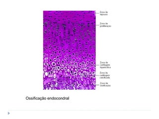 Ossificação endocondral
 
