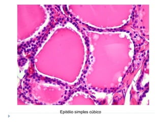 Epitélio simples cúbico
 