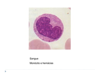 Sangue
Monócito e hemácias
 