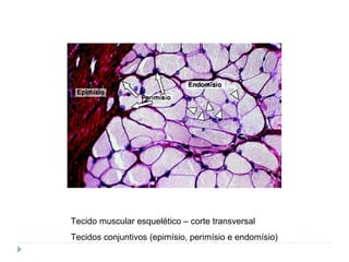 Tecido muscular esquelético – corte transversal
Tecidos conjuntivos (epimísio, perimísio e endomísio)
 