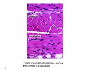 Tecido muscular esquelético – cortes
transversal e longitudinal
 