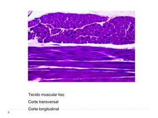 Tecido muscular liso
Corte transversal
Corte longitudinal
 