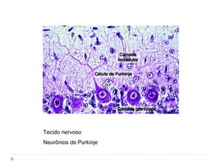 Tecido nervoso
Neurônios de Purkinje
 