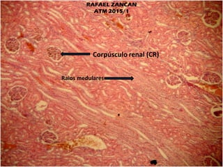 Atlas de histologia médica ii | PDF