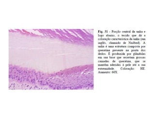 Atlas de histologia pele e anexos