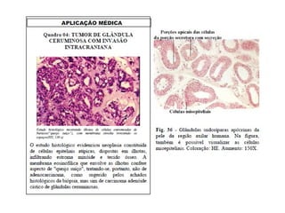 Atlas de histologia pele e anexos