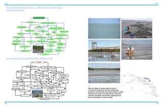 102 103
ATLAS ICAPUÍ
Banco de Algas do Cajuais, delta de maré e
ecossistema manguezal. Sistemas ambientais
produtores de nutrientes para uma complexa cadeia
alimentar que inclui aves migratórias e peixe-boi
marinho. Atividades extrativistas tradicionais de
pesca, mariscagem e cultivo de algas
ECOSSISTEMA MANGUEZAL, SOBERANIA ALIMENTAR E
BIODIVERSIDADE
DEGRADAÇÃO DO ECOSSISTEMA MANGUEZAL
Redonda
Peroba
Picos Barreira da Sereia
Barreira de Baixo
Barreira de Cima
Serra do Mar
Mutamba
Serra da Mutamba
Barrinha
Requenguela
Cajuais
Serra dos Cajuais
Morro Alto
Vila Jardim Paraíso
Berimbau
Olho D’Água
Quitérias
Tremembé
Melancias de Cima
Melancias de Baixo
Peixe Gordo
Manibu
Praia do Ceará
Barrinha de Manibu
Córrego do Sal
Ind. Arisa
Gravier
Morro Pintado
Guajiru
Ibicuitaba
Faz. Belém
Faz. Belém
Bichucha
Vila Ipaumirim - INCRA
Retiro Grande
31 2
4
5
1 2
3
4
5
 