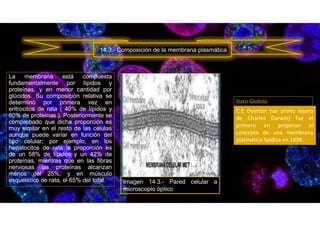 La membrana está compuesta
fundamentalmente por lípidos y
proteínas, y en menor cantidad por
glúcidos. Su composición relativa se
determinó por primera vez en
eritrocitos de rata ( 40% de lípidos y
60% de proteínas ). Posteriormente se
comprobado que dicha proporción es
muy similar en el resto de las células
aunque puede variar en función del
tipo celular; por ejemplo, en los
hepatocitos de rata la proporción es
de un 58% de lípidos y un 42% de
proteínas, mientras que en las fibras
nerviosas las proteínas alcanzan
menos del 25%, y en músculo
esquelético de rata, el 65% del total.
14.3.- Composición de la membrana plasmática
C.E Overton (un primo lejano
de Charles Darwin) fue el
primero en proponer el
concepto de una membrana
plasmática lipídica en 1899.
Dato Globito:
Imagen 14.3.- Pared celular a
microscopio óptico
 