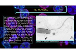 Los undulipodios (cilios y flagelos) son
prolongaciones móviles de la membrana
plasmática de algunas células, constituidas
por microtúbulos. Los flagelos son similares
a los cilios pero mucho más largos, con
unas 150 µm de longitud, y un poco más
gruesos. Su principal misión es desplazar a
la célula. Son mucho menos numerosos
que los cilios en las células que los poseen.
Su movimiento también es diferente puesto
que no desplazan el líquido en una
dirección paralela a la superficie de la
célula sino en una dirección paralela al
propio eje longitudinal del flagelo. Los
flagelos son frecuentes en células móviles
como ciertos organismos unicelulares y
gametos masculinos.
15.- FLAGELO
Imagen 15.- Flagelo al microscopio
 