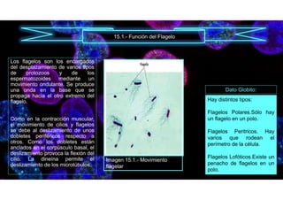 Los flagelos son los encargados
del desplazamiento de varios tipos
de protozoos y de los
espermatozoides mediante un
movimiento ondulante. Se produce
una onda en la base que se
propaga hacia el otro extremo del
flagelo.
Como en la contracción muscular,
el movimiento de cilios y flagelos
se debe al deslizamiento de unos
dobletes periféricos respecto a
otros. Como los dobletes están
anclados en el corpúsculo basal, el
deslizamiento provoca la flexión del
cilio. La dineína permite el
deslizamiento de los microtúbulos.
15.1.- Función del Flagelo
Imagen 15.1.- Movimiento
flagelar
Hay distintos tipos:
Flagelos Polares.Sólo hay
un flagelo en un polo.
Flagelos Peritricos. Hay
varios que rodean el
perímetro de la célula.
Flagelos Lofóticos.Existe un
penacho de flagelos en un
polo.
Dato Globito:
 