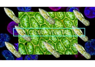 CELULA VEGETAL
 