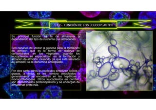 Su principal función es la de almacenar y
dependiendo del tipo de nutriente que almacenen.
Son capaces de utilizar la glucosa para la formación
de almidón que es la forma de reserva de
carbohidratos en los vegetales; cuando los
leucoplastos se especializan en la formación y
almacén de almidón, cesando, ya que está saturado
de almidón, se le denomina amiloplasto.
Por otra parte, otros leucoplastos sintetizan lípidos y
grasas, a éstos se les nombra oleoplastos y
generalmente se encuentran en las hepáticas y
monocotiledóneas. Otros leucoplastos en cambio,
son denominados proteinoplastos y se encargan de
almacenar proteínas.
1.3.2.- FUNCIÓN DE LOS LEUCOPLASTOS
 