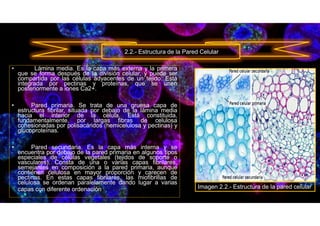 • Lámina media. Es la capa más externa y la primera
que se forma después de la división celular, y puede ser
compartida por las células adyacentes de un tejido. Está
integrada por pectinas y proteínas, que se unen
posteriormente a iones Ca2+.
• Pared primaria. Se trata de una gruesa capa de
estructura fibrilar, situada por debajo de la lámina media
hacia el interior de la célula. Está constituida,
fundamentalmente, por largas fibras de celulosa
cohesionadas por polisacáridos (hemicelulosa y pectinas) y
glucoproteínas.
• Pared secundaria. Es la capa más interna y se
encuentra por debajo de la pared primaria en algunos tipos
especiales de células vegetales (tejidos de soporte o
vasculares). Consta de una o varias capas fibrilares,
semejantes en composición a la pared primaria, aunque
contienen celulosa en mayor proporción y carecen de
pectinas. En estas capas fibrilares, las miofibrillas de
celulosa se ordenan paralelamente dando lugar a varias
capas con diferente ordenación.
2.2.- Estructura de la Pared Celular
Imagen 2.2.- Estructura de la pared celular
 