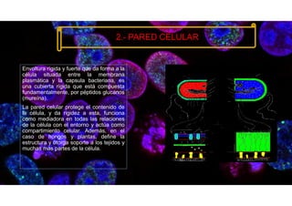 Envoltura rígida y fuerte que da forma a la
célula situada entre la membrana
plasmática y la capsula bacteriana, es
una cubierta rígida que está compuesta
fundamentalmente, por péptidos glucanos
(mureína).
La pared celular protege el contenido de
la célula, y da rigidez a esta, funciona
como mediadora en todas las relaciones
de la célula con el entorno y actúa como
compartimiento celular. Además, en el
caso de hongos y plantas, define la
estructura y otorga soporte a los tejidos y
muchas más partes de la célula.
2.- PARED CELULAR
 