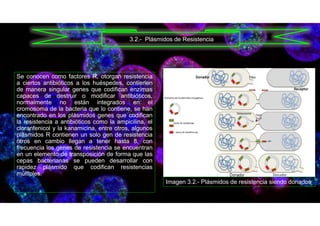 Se conocen como factores R, otorgan resistencia
a ciertos antibióticos a los huéspedes, contienen
de manera singular genes que codifican enzimas
capaces de destruir o modificar antibióticos,
normalmente no están integrados en el
cromosoma de la bacteria que lo contiene, se han
encontrado en los plásmidos genes que codifican
la resistencia a antibióticos como la ampicilina, el
cloranfenicol y la kanamicina, entre otros, algunos
plásmidos R contienen un solo gen de resistencia
otros en cambio llegan a tener hasta 8, con
frecuencia los genes de resistencia se encuentran
en un elemento de transposición de forma que las
cepas bacterianas se pueden desarrollar con
rapidez plásmido que codifican resistencias
múltiples.
3.2.- Plásmidos de Resistencia
Imagen 3.2.- Plásmidos de resistencia siendo donados
 