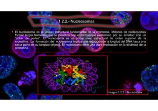 • El nucleosoma es la unidad estructural fundamental de la cromatina. Millones de nucleosomas
forman largos ﬁlamentos que se identifica bajo el microscopio electrónico por su similitud con un
“collar de perlas”. El nucleosoma es el primer nivel estructural de orden superior de la
cromatina. La formación del nucleosoma implica una reducción de la longitud del DNA hasta una
sexta parte de su longitud original. El nucleosoma tiene una clara implicación en la dinámica de la
cromatina.
1.2.2.- Nucleosomas
Imagen 1.2.2..- Nucleosoma
 