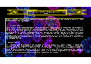 Este orgánulo realiza unas cuantas funciones importantes para la célula y para el buen
mantenimiento del organismo.
1. Síntesis lipídica
En el retículo endoplasmático liso se sintetizan la mayoría de grasas que constituyen las membranas
de la célula, como el colesterol y glicerofosfolípidos. Cabe indicar que más que síntesis lo que se
lleva a cabo en este orgánulo es el ensamblaje de lípidos, cuya materia prima viene de otros
orgánulos. En el retículo endoplasmático liso, además de colesterol para formar las membranas
celulares, se forma triacilgliceroles, lípidos muy presentes en las células adiposas, las cuales
almacenan grasa para el aislamiento térmico y como reserva alimenticia. También está implicado en
las síntesis de algunas hormonas, como las hormonas esteroideas, ácidos biliares y la parte lipídica
de las lipoproteínas.
2. Detoxificación
Se entiende por detoxificación al proceso en el que sustancias, como drogas y metabolitos
producidos en las reacciones que se llevan a cabo dentro del organismo, son transformadas en
compuestos hidrosolubles, es decir, que se puedan disolver en agua y ser excretados mediante la
orina. Este proceso es posible gracias a la presencia de unas enzimas oxigenasas, las cuales se
ubican en las membranas de este orgánulo, como lo es la familia de proteínas del citocromo P450.
Estas enzimas se encuentran mayormente en las células del hígado.
3.1 .- Función del Retículo Endoplasmático Liso
(parte 1)
 