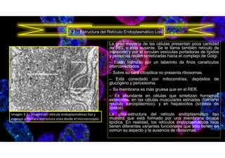 La gran mayoría de las células presentan poca cantidad
de REL o está ausente. Se le llama también retículo de
transición y por él circulan vesículas portadoras de lípidos
y proteínas recién sintetizadas hacia el complejo de Golgi.
– Están formado por un laberinto de finos canalículos
interconectados.
– Sobre su cara citosólica no presenta ribosomas.
– Está conectado con mitocondrias, depósitos de
glucógeno y peroxisoma.
– Su membrana es más gruesa que en el RER.
– Es abundante en células que sintetizan hormonas
esteroides, en las células musculares estriadas (forma el
retículo sarcoplásmico), y en hepatocitos (síntesis de
lípidos).
La ultra-estructura del retículo endoplasmático liso
muestra que está formado por una membrana bicapa
lipídica. En realidad, los retículos endoplasmáticos lisos
tienen diferentes variantes funcionales que sólo tienen en
común su aspecto y la ausencia de ribosomas.
3.2 .- Estructura del Retículo Endoplasmático Liso
Imagen 3.2.- Imagen del retículo endoplasmáticos liso y
rugosos y forma o estructura vista desde el microscrospio.
 