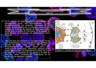 c) En el aparato de Golgi se terminan de sintetizar los
esfingolípidos como las esfingomielinas y los
glicoesfingolípidos. La ceramida sintetizada en el
retículo endoplasmático es la molécula sobre la que
trabajan las enzimas del aparato de Golgi para formar
dichos tipos de lípidos de membrana. En el aparato de
Golgi también se ensamblan las apoliproteínas como
las VLDL.
d. Hay otra serie de funciones no "convencionales" en las
que recientemente se ha descubierto que participa el
aparato de Golgi. Éstas incluyen ser centro de
almacenamientos de calcio, actuar como una
plataforma de señalización intracelular, participa en el
control de los niveles de estéroles en la célula, en él se
da parte de la respuesta de las células a la falta de
alimentos, centro nucleador de microtúbulos en la
células que se desplazan, etcétera
4.1 .- Función del Aparato de Golgi
(parte 2)
Imagen 4.1.- Proceso de Liberación de proteínas
 