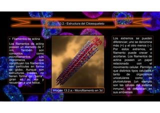 • Filamentos de actina
Los filamentos de actina
poseen un diámetro de 7
nm. También son
conocidos como
microfilamentos. Los
monómeros que
constituyen los filamentos
son partículas en forma
de globo. Aunque son
estructuras lineales, no
tienen forma de “barra”:
giran en su eje y
recuerdan a una hélice.
13.2.- Estructura del Citoesqueleto
Los extremos se pueden
diferenciar; uno se denomina
más (+) y el otro menos (–).
Por estos extremos, el
filamento puede crecer o
acortarse. Los filamentos de
actina poseen un papel
relacionado con el
movimiento celular. Permiten
que distintos tipos celulares,
tanto de organismos
unicelulares como de
pluricelulares (un ejemplo
son las células del sistema
inmune), se desplacen en
sus ambientes
Imagen 13.2.a.- Microfilamento en 3d
 