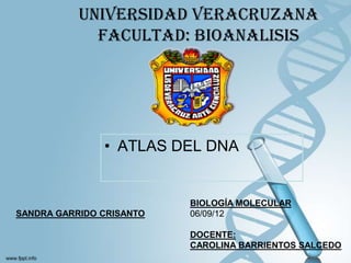 UNIVERSIDAD VERACRUZANA
             FACULTAD: BIOANALISIS




               • ATLAS DEL DNA


                          BIOLOGÍA MOLECULAR
SANDRA GARRIDO CRISANTO   06/09/12

                          DOCENTE:
                          CAROLINA BARRIENTOS SALCEDO
 