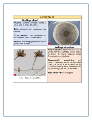drechslera sp
Morfología colonial
Anverso: tamaño ilimitado; tiende a
cubrir todo el medio de cultivo.
Color: gris-negro, con tonalidades café
oscuras.
Forma y aspecto: plana, aterciopelada y
en ocasiones forma un velo blanco.
Reverso: presenta pigmento café oscuro
que difunde al medio.
Morfología microscópica
Tipo de micelio: macrosifonado, de 2-5
μm de diámetro, septado y oscuro (café);
modalidad de micelio: algunas cepas
forman cuerpos nodulares.
Reproducción anamórfica: por
macroconidios con septos transversales
(2-4) que nacen y se agrupan en un
conidióforo corto y recto, miden entre 8-
15 μm de largo por 3-8 μm de ancho.
Fase teleomórfica: ascospora.
 