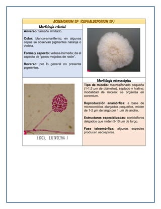 ACREmonium sp (Cephalosporium sp.)
Morfología colonial
Anverso: tamaño ilimitado.
Color: blanco-amarillento; en algunas
cepas se observan pigmentos naranja o
violeta.
Forma y aspecto: vellosa-húmeda; da el
aspecto de “pelos mojados de ratón”.
Reverso: por lo general no presenta
pigmentos.
Morfología microscópica
Tipo de micelio: macrosifonado pequeño
(1-1.5 μm de diámetro), septado y hialino;
modalidad de micelio: se organiza en
coremium.
Reproducción anamórfica: a base de
microconidios alargados pequeños, miden
de 1-2 μm de largo por 1 μm de ancho.
Estructuras especializadas: conidióforos
delgados que miden 5-10 μm de largo.
Fase teleomórfica: algunas especies
producen ascosporas.
 