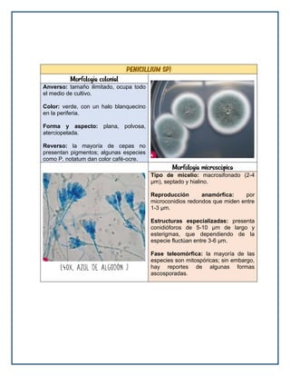penicillium sp)
Morfología colonial
Anverso: tamaño ilimitado, ocupa todo
el medio de cultivo.
Color: verde, con un halo blanquecino
en la periferia.
Forma y aspecto: plana, polvosa,
aterciopelada.
Reverso: la mayoría de cepas no
presentan pigmentos; algunas especies
como P. notatum dan color café-ocre.
Morfología microscópica
Tipo de micelio: macrosifonado (2-4
μm), septado y hialino.
Reproducción anamórfica: por
microconidios redondos que miden entre
1-3 μm.
Estructuras especializadas: presenta
conidióforos de 5-10 μm de largo y
esterigmas, que dependiendo de la
especie fluctúan entre 3-6 μm.
Fase teleomórfica: la mayoría de las
especies son mitospóricas; sin embargo,
hay reportes de algunas formas
ascosporadas.
 