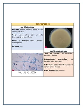 paecilomyces sp
Morfología colonial
Anverso: tamaño ilimitado, ocupa todo el
medio de cultivo.
Color: verde oliva, con un halo
blanquecino en la periferia.
Forma y aspecto: plana, polvosa,
aterciopelada.
Reverso: -----
Morfología microscópica
Tipo de micelio: macrosifonado,
septado y hialino.
Reproducción anamórfica: por
microconidios redondos.
Estructuras especializadas: presenta
conidióforos y fiálides.
Fase teleomórfica: ----------
 