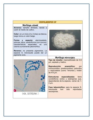scopulariopsis sp
Morfología colonial
Anverso: tamaño ilimitado, tiende a
cubrir el medio de cultivo.
Color: en un inicio (2 a 3 días) es blanca,
luego toma un color beige.
Forma y aspecto: aterciopelada,
polvosa, seca, cerebriforme (con surcos);
características especiales: es una
colonia sumamente pleomórfica.
Reverso: no presenta pigmentos. La
especie S. brevicaulis puede dar un
pigmento ocre.
Morfología microscópica
Tipo de micelio: macrosifonado de 3-5
μm, septado y hialino.
Reproducción anamórfica: por
microconidios (aneloconidios) redondos
y espiculados (como “limones”); miden
de 4-6 μm.
Estructuras especializadas: tiene
conidióforos cortos y esterigmas que,
dependiendo de la especie, varían de 1-
4 μm.
Fase teleomórfica: para la especie S.
brevicaulis han sido reportadas
ascosporas.
 