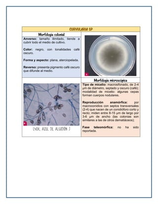 curvularia sp
Morfología colonial
Anverso: tamaño ilimitado, tiende a
cubrir todo el medio de cultivo.
Color: negro, con tonalidades café
oscuro.
Forma y aspecto: plana, aterciopelada.
Reverso: presenta pigmento café oscuro
que difunde al medio.
Morfología microscópica
Tipo de micelio: macrosifonado, de 2-4
μm de diámetro, septado y oscuro (café);
modalidad de micelio: algunas cepas
forman cuerpos nodulares.
Reproducción anamórfica: por
macroconidios con septos transversales
(2-4) que nacen de un conidióforo corto y
recto; miden entre 8-15 μm de largo por
3-6 μm de ancho (las colonias son
similares a las de otros dematiáceos);
Fase teleomórfica: no ha sido
reportada.
 