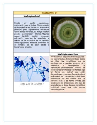 Gliocladium sp
Morfología colonial
Exhibe un rápido crecimiento,
madurando en 4 a 5 días. El crecimiento
de la superficie es de blanco a crema al
principio, pero rápidamente desarrolla
varios tonos de verde. La franja exterior
puede permanecer blanca. Algunas
cepas también pueden presentar
coloración rosa en la superficie. La
textura de la superficie se ha descrito
como algodonosa a lanosa. El reverso no
es notable, es de color pálido o
ligeramente amarillo.
Morfología microscópica
Produce hifas septadas hialinas (claras /
no pigmentadas). Extendiéndose desde
las hifas hay conidióforos que se
ramifican en la porción superior, algo
parecidos a las especies de
Penicillium. Extendiéndose desde los
conidióforos ramificados hay fialidos algo
'en forma de matraz' que están
dispuestos en grupos en forma de pincel
en los vértices. Los conidios unicelulares
producidos por los fialidos son de
paredes lisas y de forma ovoide. Los
conidios no se encadenan, sino que se
acumulan en el ápice de cada conidióforo
individual como una bola viscosa
bastante grande.
 