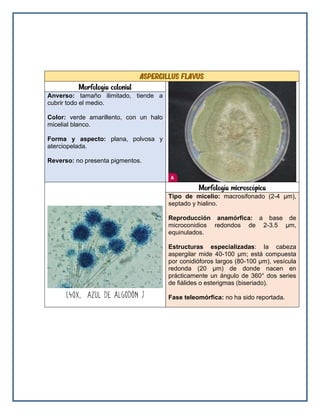 Aspergillus flavus
Morfología colonial
Anverso: tamaño ilimitado, tiende a
cubrir todo el medio.
Color: verde amarillento, con un halo
micelial blanco.
Forma y aspecto: plana, polvosa y
aterciopelada.
Reverso: no presenta pigmentos.
Morfología microscópica
Tipo de micelio: macrosifonado (2-4 μm),
septado y hialino.
Reproducción anamórfica: a base de
microconidios redondos de 2-3.5 μm,
equinulados.
Estructuras especializadas: la cabeza
aspergilar mide 40-100 μm; está compuesta
por conidióforos largos (80-100 μm), vesícula
redonda (20 μm) de donde nacen en
prácticamente un ángulo de 360° dos series
de fiálides o esterigmas (biseriado).
Fase teleomórfica: no ha sido reportada.
 