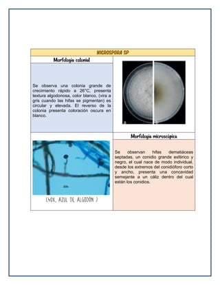 Nigrospora sp
Morfología colonial
Se observa una colonia grande de
crecimiento rápido a 26°C, presenta
textura algodonosa, color blanco, (vira a
gris cuando las hifas se pigmentan) es
circular y elevada. El reverso de la
colonia presenta coloración oscura en
blanco.
Morfología microscópica
Se observan hifas dematiáceas
septadas, un conidio grande esférico y
negro, el cual nace de modo individual,
desde los extremos del conidióforo corto
y ancho, presenta una concavidad
semejante a un cáliz dentro del cual
están los conidios.
 