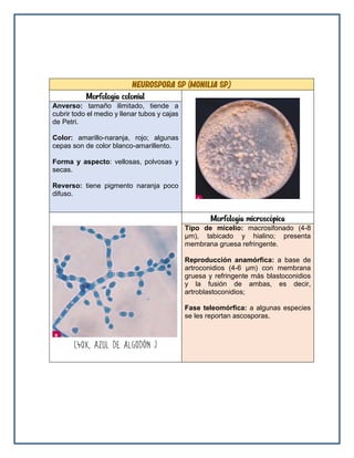 Neurospora sp (Monilia sp.)
Morfología colonial
Anverso: tamaño ilimitado, tiende a
cubrir todo el medio y llenar tubos y cajas
de Petri.
Color: amarillo-naranja, rojo; algunas
cepas son de color blanco-amarillento.
Forma y aspecto: vellosas, polvosas y
secas.
Reverso: tiene pigmento naranja poco
difuso.
Morfología microscópica
Tipo de micelio: macrosifonado (4-8
μm), tabicado y hialino; presenta
membrana gruesa refringente.
Reproducción anamórfica: a base de
artroconidios (4-6 μm) con membrana
gruesa y refringente más blastoconidios
y la fusión de ambas, es decir,
artroblastoconidios;
Fase teleomórfica: a algunas especies
se les reportan ascosporas.
 