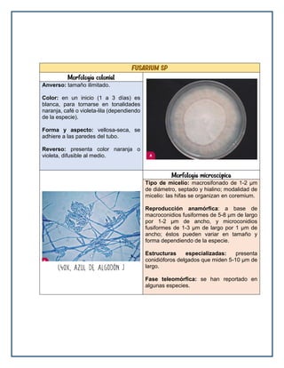 Fusarium sp
Morfología colonial
Anverso: tamaño ilimitado.
Color: en un inicio (1 a 3 días) es
blanca, para tornarse en tonalidades
naranja, café o violeta-lila (dependiendo
de la especie).
Forma y aspecto: vellosa-seca, se
adhiere a las paredes del tubo.
Reverso: presenta color naranja o
violeta, difusible al medio.
Morfología microscópica
Tipo de micelio: macrosifonado de 1-2 μm
de diámetro, septado y hialino; modalidad de
micelio: las hifas se organizan en coremium.
Reproducción anamórfica: a base de
macroconidios fusiformes de 5-8 μm de largo
por 1-2 μm de ancho, y microconidios
fusiformes de 1-3 μm de largo por 1 μm de
ancho; éstos pueden variar en tamaño y
forma dependiendo de la especie.
Estructuras especializadas: presenta
conidióforos delgados que miden 5-10 μm de
largo.
Fase teleomórfica: se han reportado en
algunas especies.
 