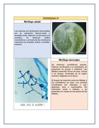 Trichoderma sp
Morfología colonial
Las colonias son fácilmente reconocibles
por su coloración blanca-verde o
amarilla-verde. Además, en las áreas con
conidios, se observan anillos
concéntricos; y al revés de las colonias la
coloración es amarilla, ámbar o amarillo-
verdoso.
Morfología microscópica
Se observan conidióforos erectos,
hialinos, ramificados y no verticilados, se
presentan en grupos o solitarios. Las
fiálides presentan forma de pera, únicas
o en grupos, hinchadas en la región
central y delgadas en el ápice.
El ángulo de inserción entre las fiálides y
los conidióforos es recto. Los conidios
unicelulares son oblongos o sub-
globosos, lisos o equinulados. De
coloración verde o hialinas, y se
presentan en masas en los ápices de las
fiálides.
 