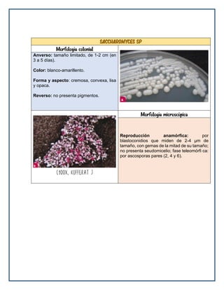 saccharomyces sp
Morfología colonial
Anverso: tamaño limitado, de 1-2 cm (en
3 a 5 días).
Color: blanco-amarillento.
Forma y aspecto: cremosa, convexa, lisa
y opaca.
Reverso: no presenta pigmentos.
Morfología microscópica
Reproducción anamórfica: por
blastoconidios que miden de 2-4 μm de
tamaño, con gemas de la mitad de su tamaño;
no presenta seudomicelio; fase teleomórfi ca:
por ascosporas pares (2, 4 y 6).
 