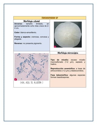 trichosporon sp
Morfología colonial
Anverso: tamaño limitado, en
aproximadamente ocho días crece de 2-
4 cm.
Color: blanco-amarillento.
Forma y aspecto: cremosa, convexa y
plegada.
Reverso: no presenta pigmento.
Morfología microscópica
Tipo de micelio: escaso micelio
macrosifonado (1-2 μm), septado y
hialino.
Reproducción anamórfica: a base de
artroconidios (1-2 μm) y blastoconidios.
Fase teleomórfica: algunas especies
forman basidiosporas.
 
