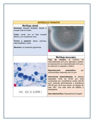 Aspergillus fumigatus
Morfología colonial
Anverso: tamaño ilimitado, tiende a
ocupar todo el medio.
Color: verde, con un halo micelial
blanco y en ocasiones rosa.
Forma y aspecto: plana, polvosa,
aterciopelada y seca.
Reverso: no presenta pigmentos.
Morfología microscópica
Tipo de micelio: el nutritivo es
macrosifonado (2-4 μm), tabicado y hialino;
el reproductivo es macrosifonado (4-8 μm),
en esencia no septado y hialino.
Reproducción anamórfica: por
microconidios redondos de 2-5 μm.
estructuras especializadas: la cabeza
aspergilar mide de 30-50 μm; está
compuesta por conidióforos cortos (20-30
μm), vesícula semirredonda o subclávica
(20-30 μm), de la que nacen, en ángulo de
casi 180°, una sola serie de fiálides o
esterigmas.
fase teleomórfica: Neosartorya fumigata
 