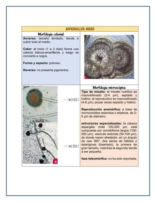 Aspergillus niger
Morfología colonial
Anverso: tamaño ilimitado, tiende a
cubrir todo el medio.
Color: al inicio (1 a 2 días) forma una
colonia blanca-amarillenta y luego se
convierte a negra.
Forma y aspecto: polvoso.
Reverso: no presenta pigmentos.
>
>
Morfología microscópica
Tipo de micelio: el micelio nutritivo es
macrosifonado (2-4 μm), septado y
hialino; el reproductivo es macrosifonado
(4-8 μm), pocas veces septado y hialino.
Reproducción anamórfica: a base de
microconidios redondos o elípticos, de 2-
5 μm de diámetro.
estructuras especializadas: la cabeza
aspergilar mide 100-200 μm, está
compuesta por conidióforos largos (100-
250 μm), vesícula redonda (50-100 μm),
de donde nacen alrededor, en un ángulo
de casi 360°, dos series de fiálides o
esterigmas (biseriado), la primera de
gran tamaño, mientras la segunda tiende
a ser pequeña.
fase teleomórfica: no ha sido reportada.
 