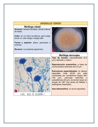Aspergillus terreus
Morfología colonial
Anverso: tamaño ilimitado, tiende a llenar
el medio.
Color: en un inicio es blanca, para luego
tomar un color beige o beige-café.
Forma y aspecto: plana, granulosa o
polvosa.
Reverso: no presenta pigmentos.
Morfología microscópica
Tipo de micelio: macrosifonado (2-4
μm), tabicado y hialino.
Reproducción anamórfica: a base de
microconidios redondos de 2-3 μm.
Estructuras especializadas: la cabeza
aspergilar mide 40-60 μm; está
compuesta por conidióforos largos (80-
100 μm), vesículas redondas o
subesféricas (20 μm), de donde nacen en
ángulo de 180° dos series de fiálides o
esterigmas (biseriado).
fase teleomórfica: no se ha reportado.
 