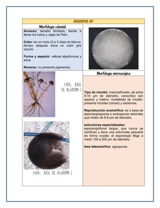 Rhizopus sp
Morfología colonial
Anverso: tamaño ilimitado, tiende a
llenar los tubos y cajas de Petri.
Color: en un inicio (2 a 3 días) es blanco,
tiempo después toma un color gris
oscuro.
Forma y aspecto: vellosa algodonosa y
seca.
Reverso: no presenta pigmentos.
Morfología microscópica
Tipo de micelio: macrosifonado, de entre
5-10 μm de diámetro, cenocítico (sin
septos) y hialino; modalidad de micelio:
presenta rizoides (raíces) y estolones.
Reproducción anamórfica: es a base de
esporangiosporas o endosporas redondas
que miden de 6-8 μm de diámetro.
estructuras especializadas:
esporangióforos largos, que nunca se
ramifican y tiene una columnela pequeña
de forma ovoide; el esporangio llega a
medir 100 a 200 μm de diámetro.
fase teleomórfica: zigosporas.
 