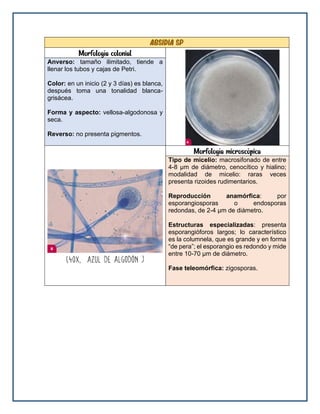 Absidia sp
Morfología colonial
Anverso: tamaño ilimitado, tiende a
llenar los tubos y cajas de Petri.
Color: en un inicio (2 y 3 días) es blanca,
después toma una tonalidad blanca-
grisácea.
Forma y aspecto: vellosa-algodonosa y
seca.
Reverso: no presenta pigmentos.
Morfología microscópica
Tipo de micelio: macrosifonado de entre
4-8 μm de diámetro, cenocítico y hialino;
modalidad de micelio: raras veces
presenta rizoides rudimentarios.
Reproducción anamórfica: por
esporangiosporas o endosporas
redondas, de 2-4 μm de diámetro.
Estructuras especializadas: presenta
esporangióforos largos; lo característico
es la columnela, que es grande y en forma
“de pera”; el esporangio es redondo y mide
entre 10-70 μm de diámetro.
Fase teleomórfica: zigosporas.
 
