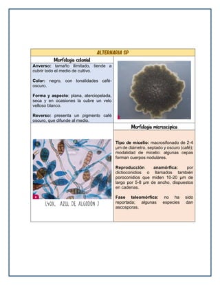 Alternaria sp
Morfología colonial
Anverso: tamaño ilimitado, tiende a
cubrir todo el medio de cultivo.
Color: negro, con tonalidades café-
oscuro.
Forma y aspecto: plana, aterciopelada,
seca y en ocasiones la cubre un velo
velloso blanco.
Reverso: presenta un pigmento café
oscuro, que difunde al medio.
Morfología microscópica
Tipo de micelio: macrosifonado de 2-4
μm de diámetro, septado y oscuro (café);
modalidad de micelio: algunas cepas
forman cuerpos nodulares.
Reproducción anamórfica: por
dictioconidios o llamados también
poroconidios que miden 10-20 μm de
largo por 5-8 μm de ancho, dispuestos
en cadenas.
Fase teleomórfica: no ha sido
reportada; algunas especies dan
ascosporas.
 