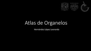 Atlas de Organelos
Hernández López Leonardo
 