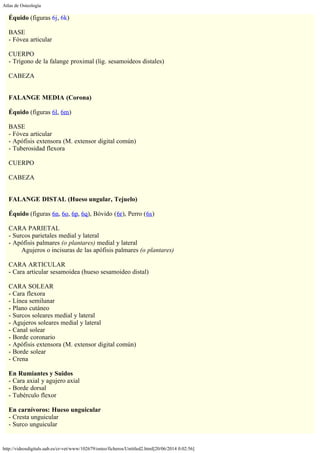 Atlas de Osteología
http://videosdigitals.uab.es/cr-vet/www/102679/osteo/ficheros/Untitled2.html[20/06/2014 0:02:56]
Équido (figuras 6j, 6k)
 
BASE
- Fóvea articular
 
CUERPO
- Trígono de la falange proximal (lig. sesamoideos distales)
 
CABEZA
 
 
FALANGE MEDIA (Corona)
 
Équido (figuras 6l, 6m)
 
BASE
- Fóvea articular
- Apófisis extensora (M. extensor digital común)
- Tuberosidad flexora
 
CUERPO
 
CABEZA
 
 
FALANGE DISTAL (Hueso ungular, Tejuelo)
 
Équido (figuras 6n, 6o, 6p, 6q), Bóvido (6r), Perro (6s)
 
CARA PARIETAL
- Surcos parietales medial y lateral
- Apófisis palmares (o plantares) medial y lateral
        Agujeros o incisuras de las apófisis palmares (o plantares)
 
CARA ARTICULAR
- Cara articular sesamoidea (hueso sesamoideo distal)
 
CARA SOLEAR
- Cara flexora
- Línea semilunar
- Plano cutáneo
- Surcos soleares medial y lateral
- Agujeros soleares medial y lateral
- Canal solear
- Borde coronario
- Apófisis extensora (M. extensor digital común)
- Borde solear
- Crena
 
En Rumiantes y Suidos
- Cara axial y agujero axial
- Borde dorsal
- Tubérculo flexor
 
En carnívoros: Hueso unguicular
- Cresta unguicular
- Surco unguicular
 