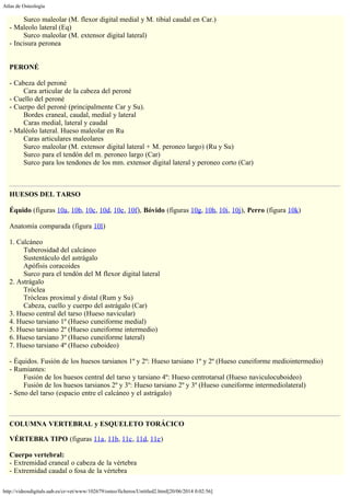 Atlas de Osteología
http://videosdigitals.uab.es/cr-vet/www/102679/osteo/ficheros/Untitled2.html[20/06/2014 0:02:56]
        Surco maleolar (M. flexor digital medial y M. tibial caudal en Car.)
- Maleolo lateral (Eq)
        Surco maleolar (M. extensor digital lateral)
- Incisura peronea
 
 
PERONÉ
 
- Cabeza del peroné
        Cara articular de la cabeza del peroné
- Cuello del peroné
- Cuerpo del peroné (principalmente Car y Su).
        Bordes craneal, caudal, medial y lateral
        Caras medial, lateral y caudal
- Maléolo lateral. Hueso maleolar en Ru
        Caras articulares maleolares
        Surco maleolar (M. extensor digital lateral + M. peroneo largo) (Ru y Su)
        Surco para el tendón del m. peroneo largo (Car)
        Surco para los tendones de los mm. extensor digital lateral y peroneo corto (Car)
 
 
HUESOS DEL TARSO
 
Équido (figuras 10a, 10b, 10c, 10d, 10e, 10f), Bóvido (figuras 10g, 10h, 10i, 10j), Perro (figura 10k)
 
Anatomía comparada (figura 10l)
 
1. Calcáneo
        Tuberosidad del calcáneo
        Sustentáculo del astrágalo
        Apófisis coracoides
        Surco para el tendón del M flexor digital lateral
2. Astrágalo
        Tróclea
        Trócleas proximal y distal (Rum y Su)
        Cabeza, cuello y cuerpo del astrágalo (Car)
3. Hueso central del tarso (Hueso navicular)
4. Hueso tarsiano 1º (Hueso cuneiforme medial)
5. Hueso tarsiano 2º (Hueso cuneiforme intermedio)
6. Hueso tarsiano 3º (Hueso cuneiforme lateral)
7. Hueso tarsiano 4º (Hueso cuboideo)
 
- Équidos. Fusión de los huesos tarsianos 1º y 2º: Hueso tarsiano 1º y 2º (Hueso cuneiforme mediointermedio)
- Rumiantes:
        Fusión de los huesos central del tarso y tarsiano 4º: Hueso centrotarsal (Hueso naviculocuboideo)
        Fusión de los huesos tarsianos 2º y 3º: Hueso tarsiano 2º y 3º (Hueso cuneiforme intermediolateral)
- Seno del tarso (espacio entre el calcáneo y el astrágalo)
 
COLUMNA VERTEBRAL y ESQUELETO TORÁCICO
VÉRTEBRA TIPO (figuras 11a, 11b, 11c, 11d, 11e)
 
Cuerpo vertebral:
- Extremidad craneal o cabeza de la vértebra
- Extremidad caudal o fosa de la vértebra
 